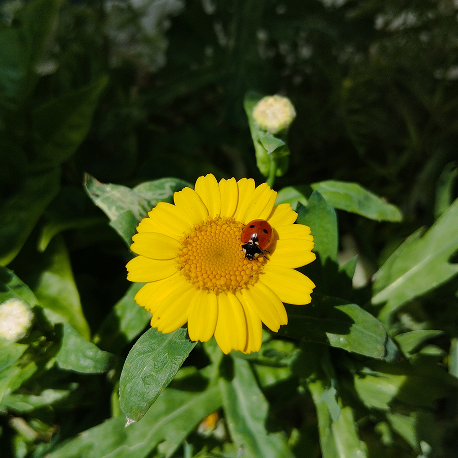 Commune de Saint-Gilles